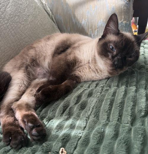 WILLOW - Siamese available for adoption