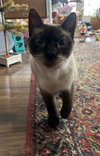 Willow - Photo 3
