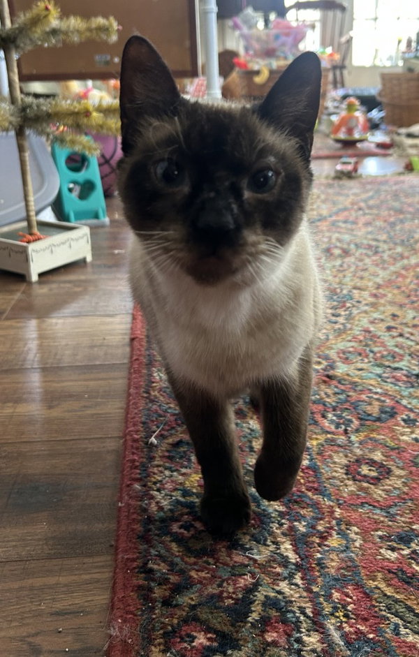 Willow