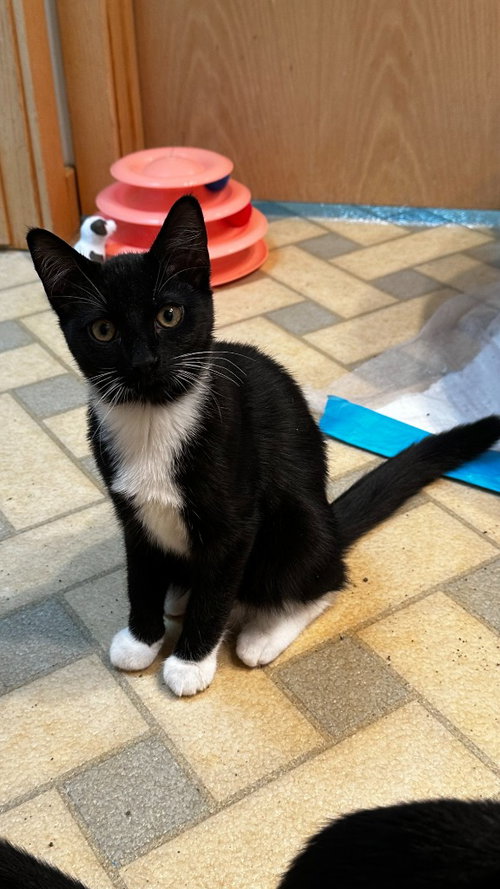 Fuzz, Baby Domestic Short Hair / Mixed, cat for adoption in Atlantic City, New Jersey