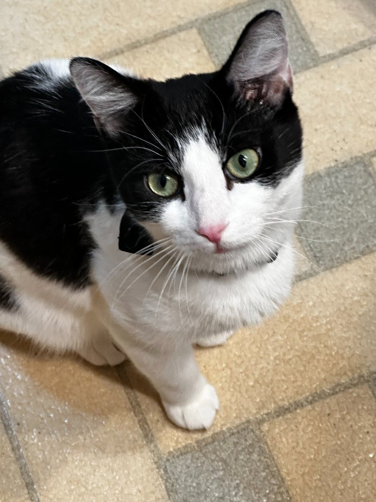 Mama Katt