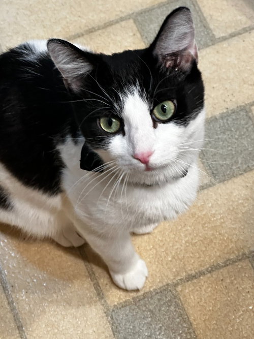 Mama Katt, Young Domestic Short Hair / Mixed, cat for adoption in Atlantic City, New Jersey