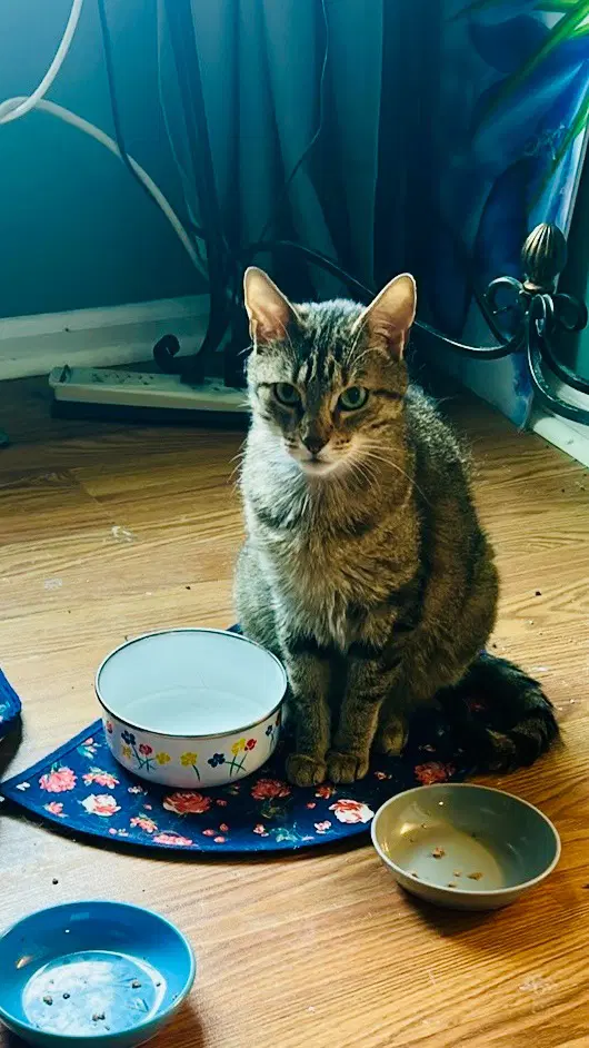 Poppy - Domestic Short Hair