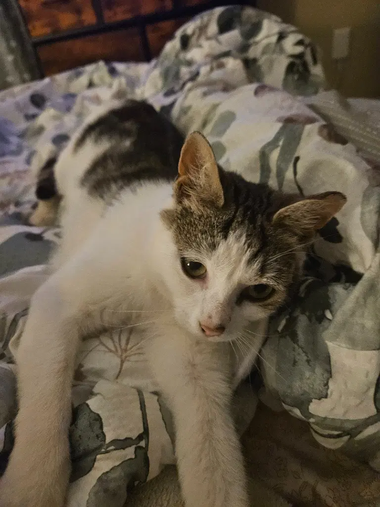 Pixie Aka Squeakers - Domestic Short Hair