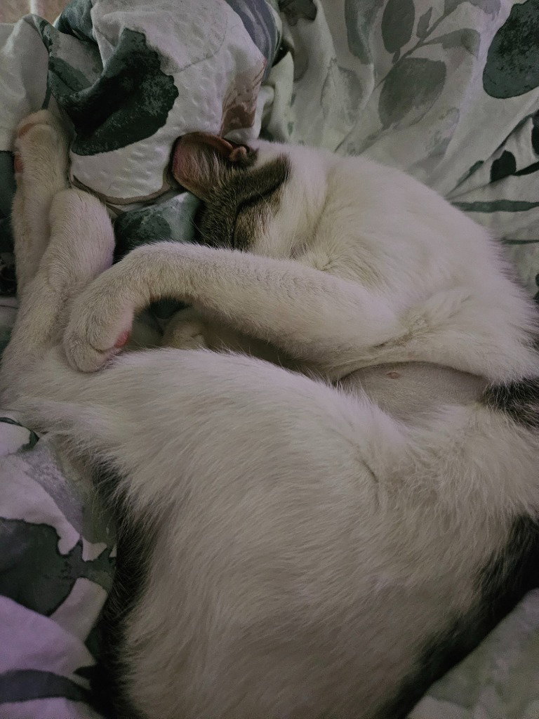 Pixie aka Squeakers, photo 3