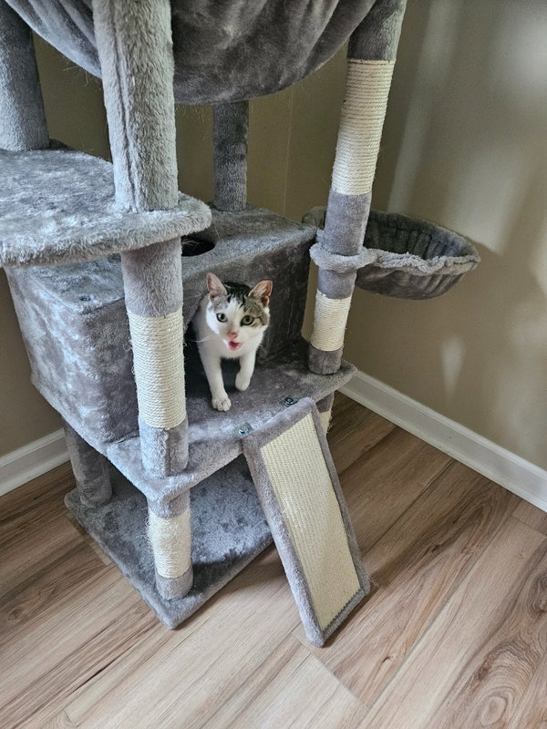 Pixie aka Squeakers