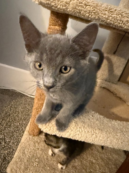 Lottie, Baby Domestic Short Hair / Mixed, cat for adoption in Atlantic City, New Jersey