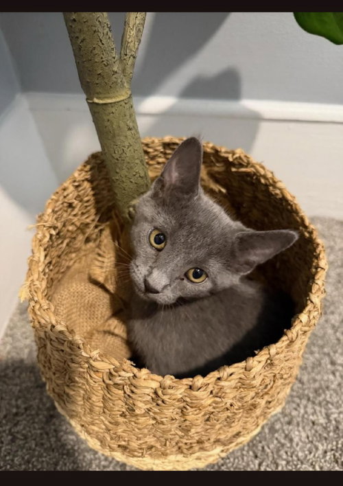Lottie, Baby Domestic Short Hair / Mixed, cat for adoption in Sewell, New Jersey