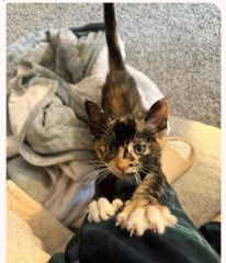 Tally, Baby Domestic Short Hair / Mixed, cat for adoption in Sewell, New Jersey