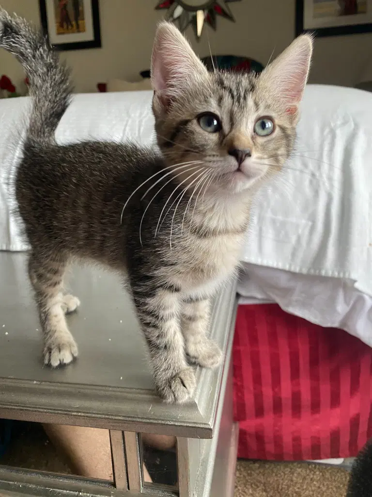 Tuna Boat - Domestic Short Hair