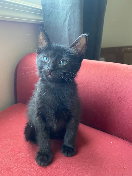 picture of the cat needing adoption