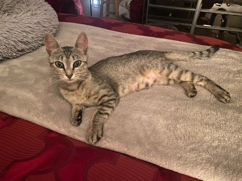 Tiny Tot, an adoptable Domestic Short Hair in Sewell, NJ