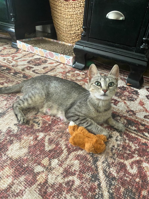 Photo 3 of Tiny Tot