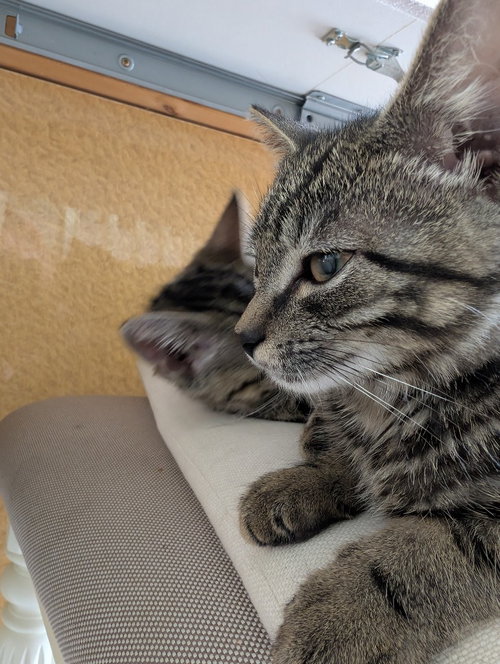 Hyper Oreo, an adoptable Domestic Short Hair in Sewell, NJ
