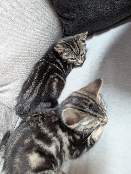 picture of the cat needing adoption