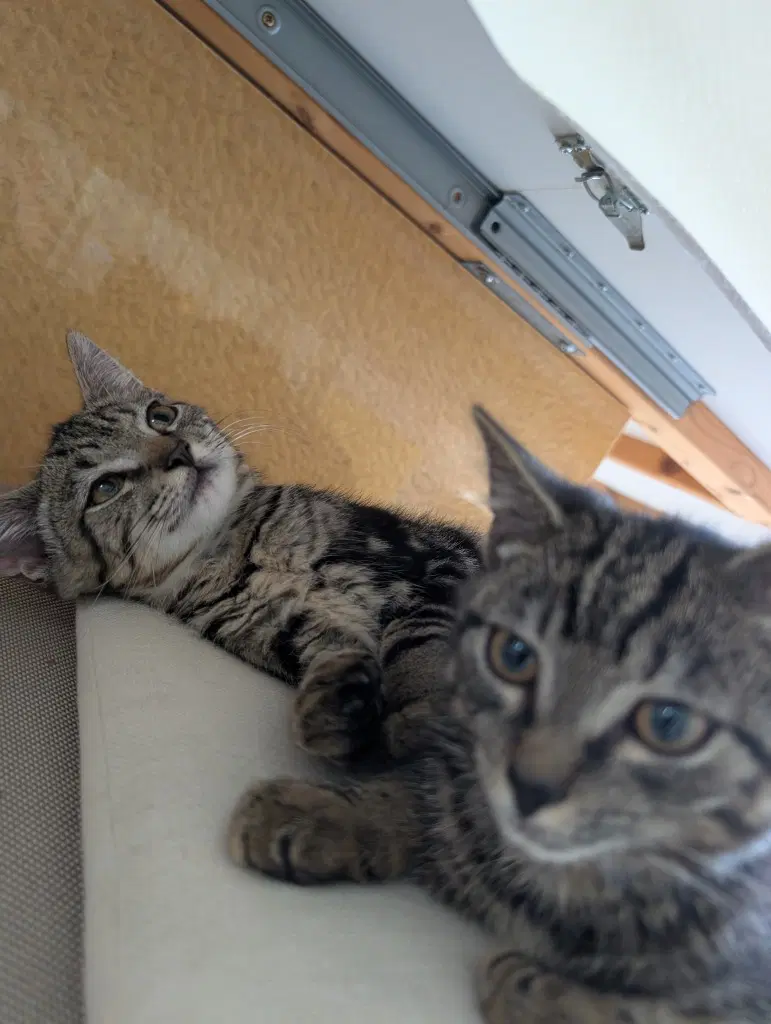 Oreo - Domestic Short Hair