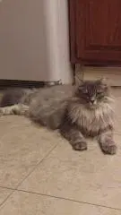 Pamela - Domestic Long Hair