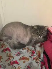 Pamela image 3