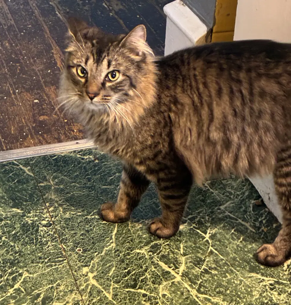 Justice - Domestic Medium Hair