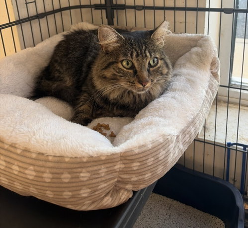 picture of the cat needing adoption