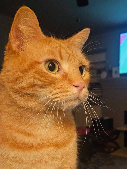 picture of the cat needing adoption