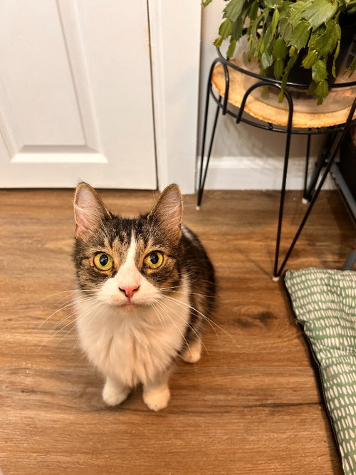 picture of the cat needing adoption