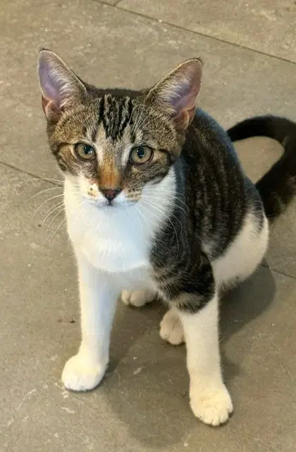 Sparky image 1