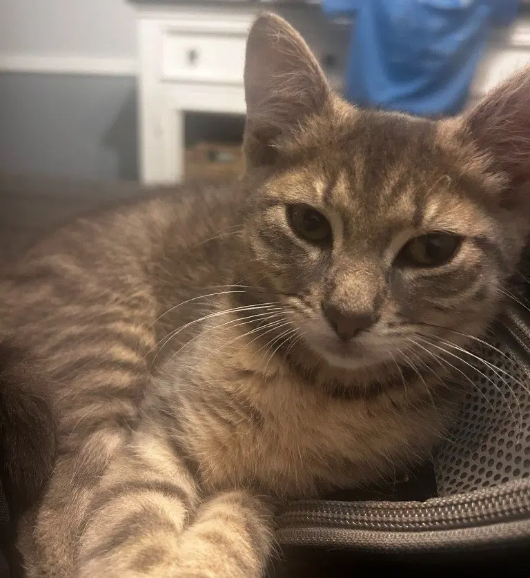 Luna - Domestic Short Hair