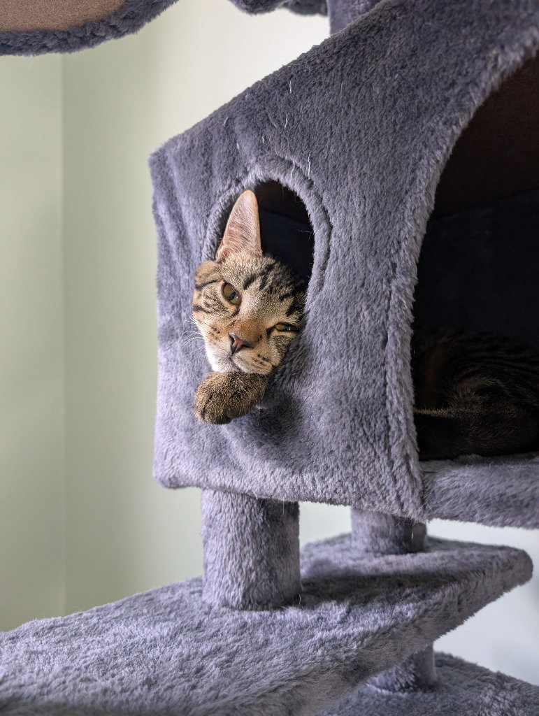 Potato, Domestic Short Hair