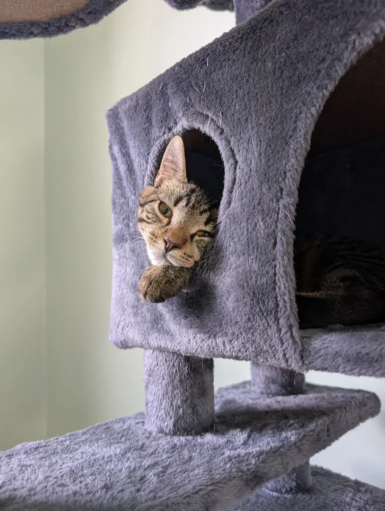 Potato - Domestic Short Hair