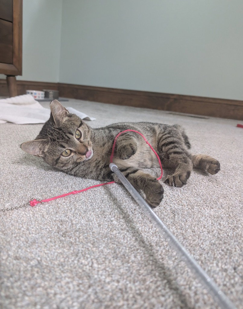 Chicken, Domestic Short Hair