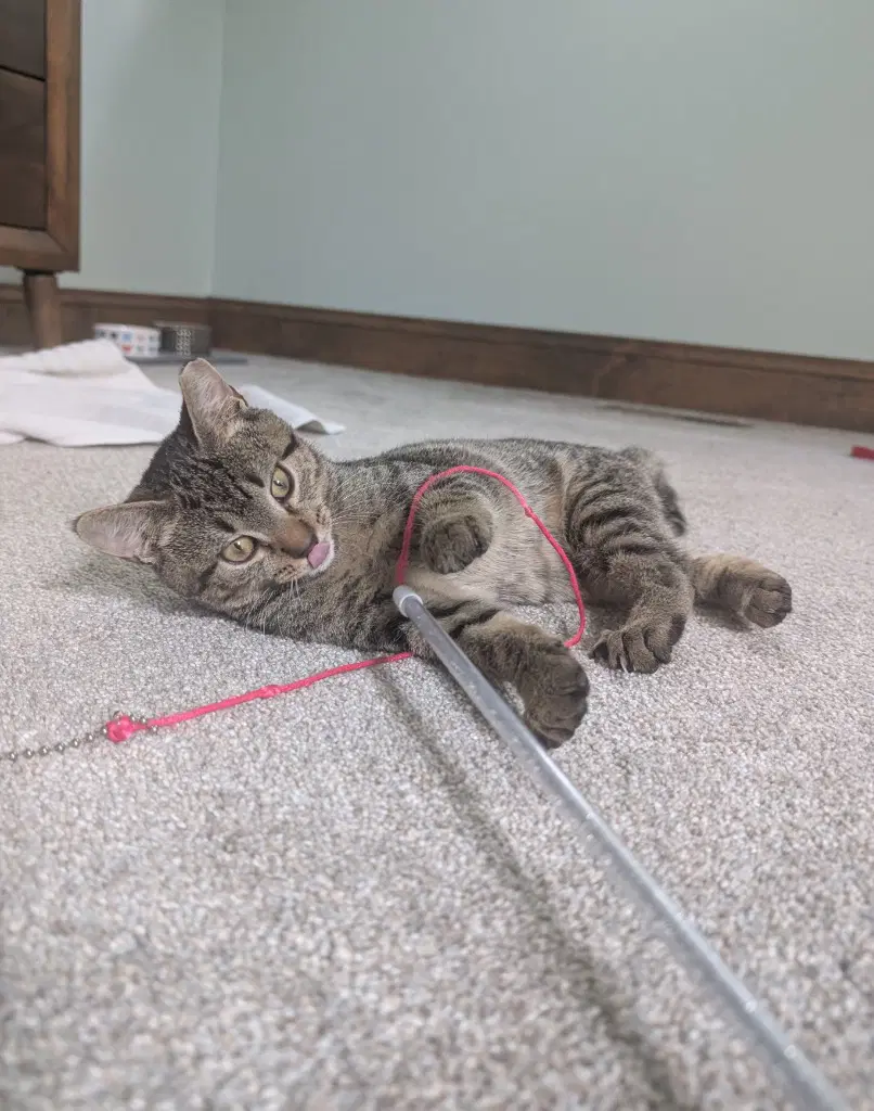 Chicken - Domestic Short Hair