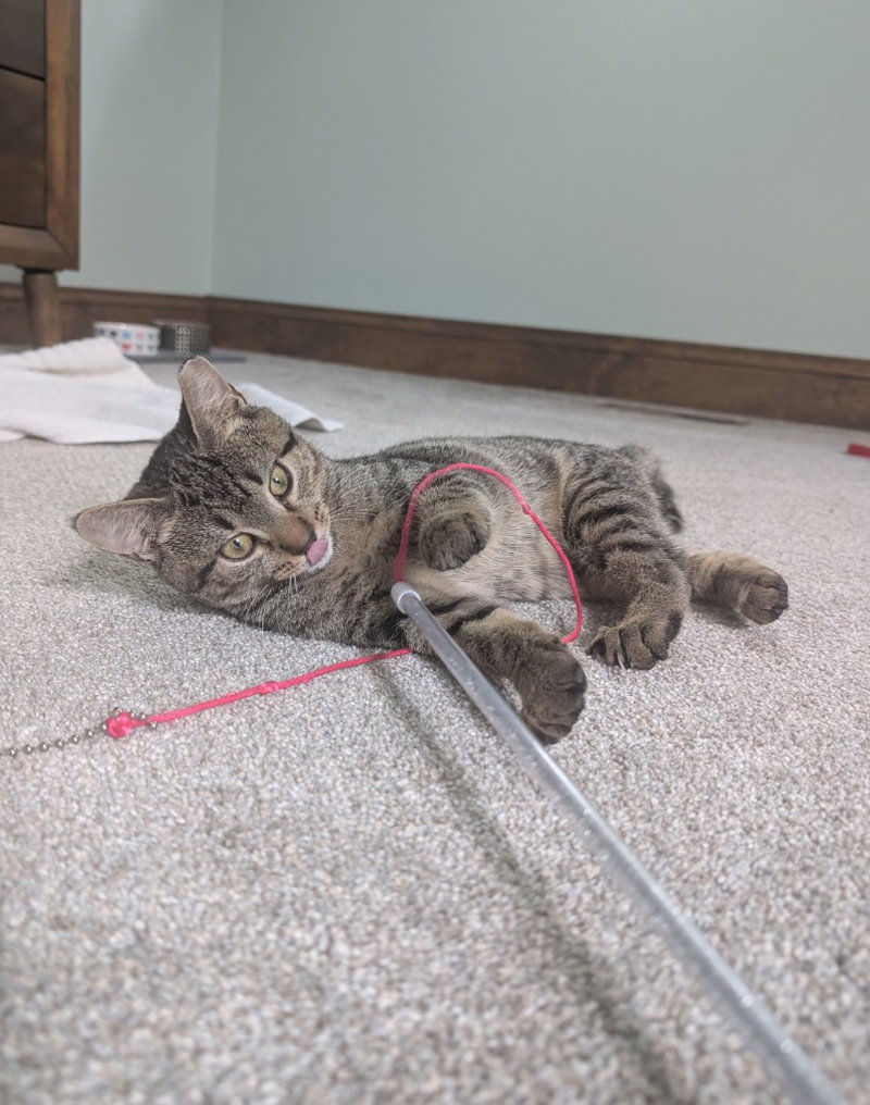 Chicken, a young female cat up for adoption