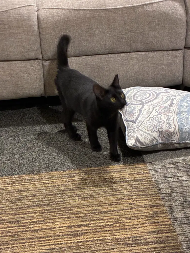 Nikki - Domestic Short Hair