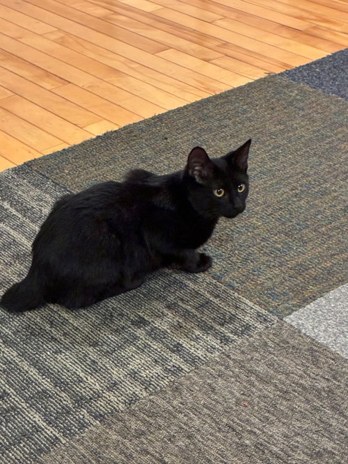 Cardi, a cat for adoption from Rescue Kitty