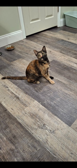 Twix, photo 2