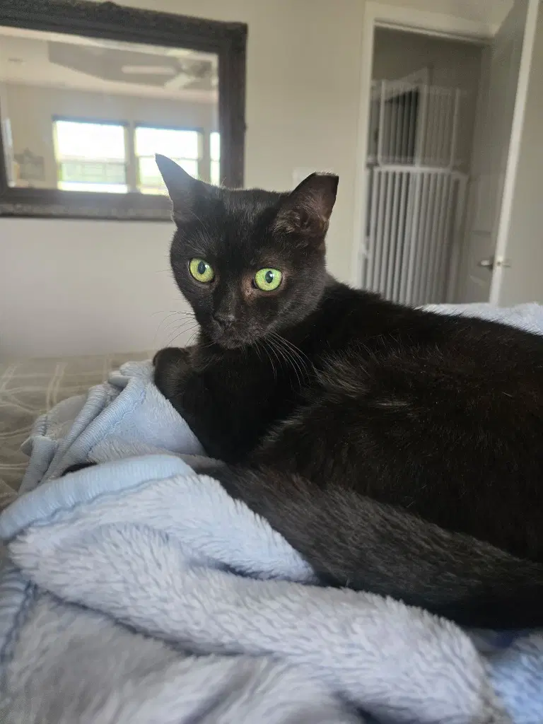 Pepper image 2