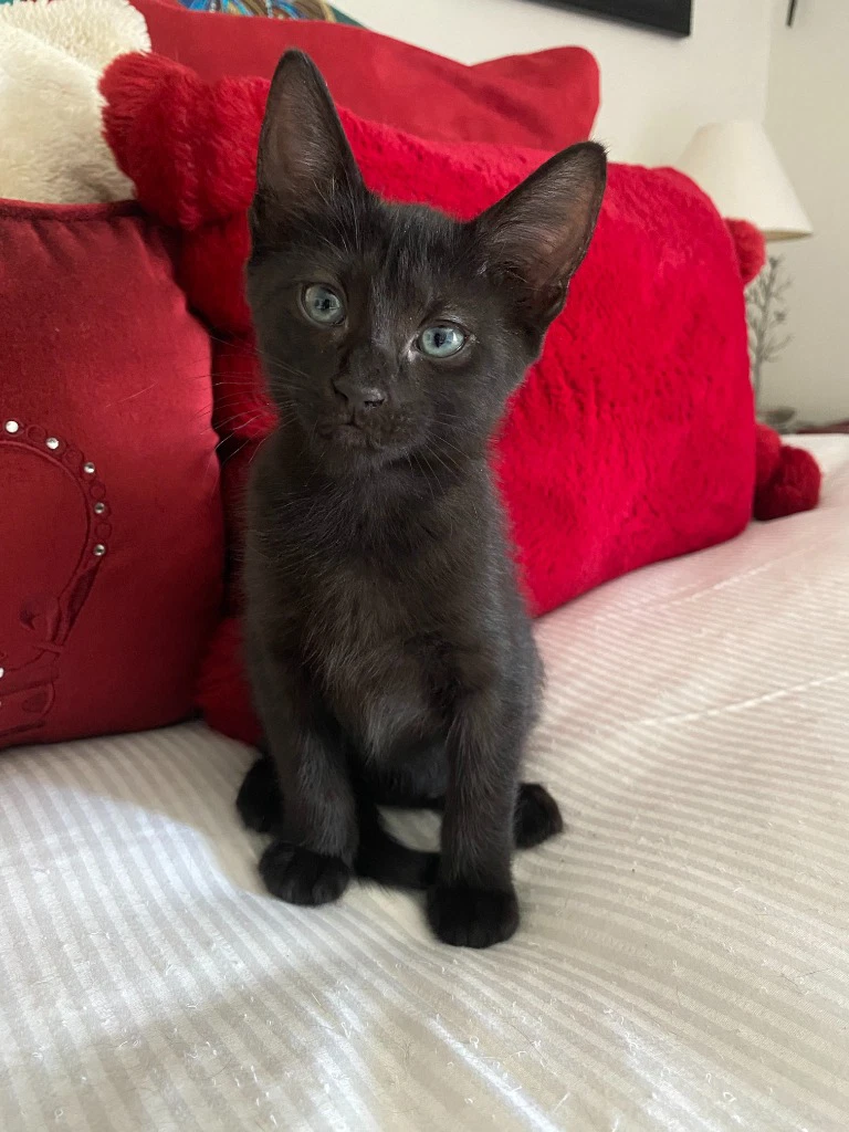 Toast Aka Void