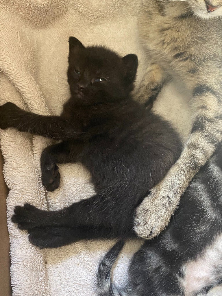 Toast aka Void, photo 2