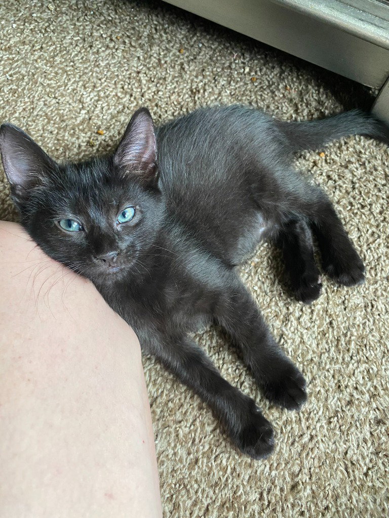 Toast aka Void, photo 4