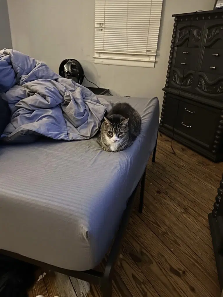 Singer - Domestic Medium Hair