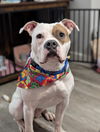 adoptable Dog in Greenville, IL named Chief