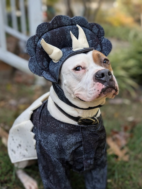 picture of the dog needing adoption