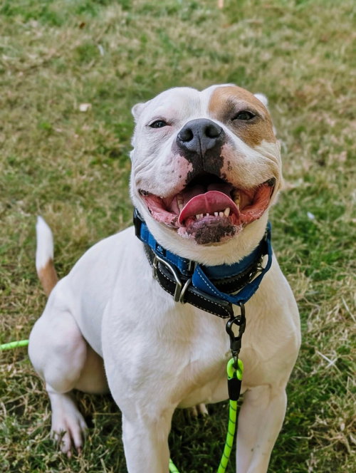 picture of the dog needing adoption