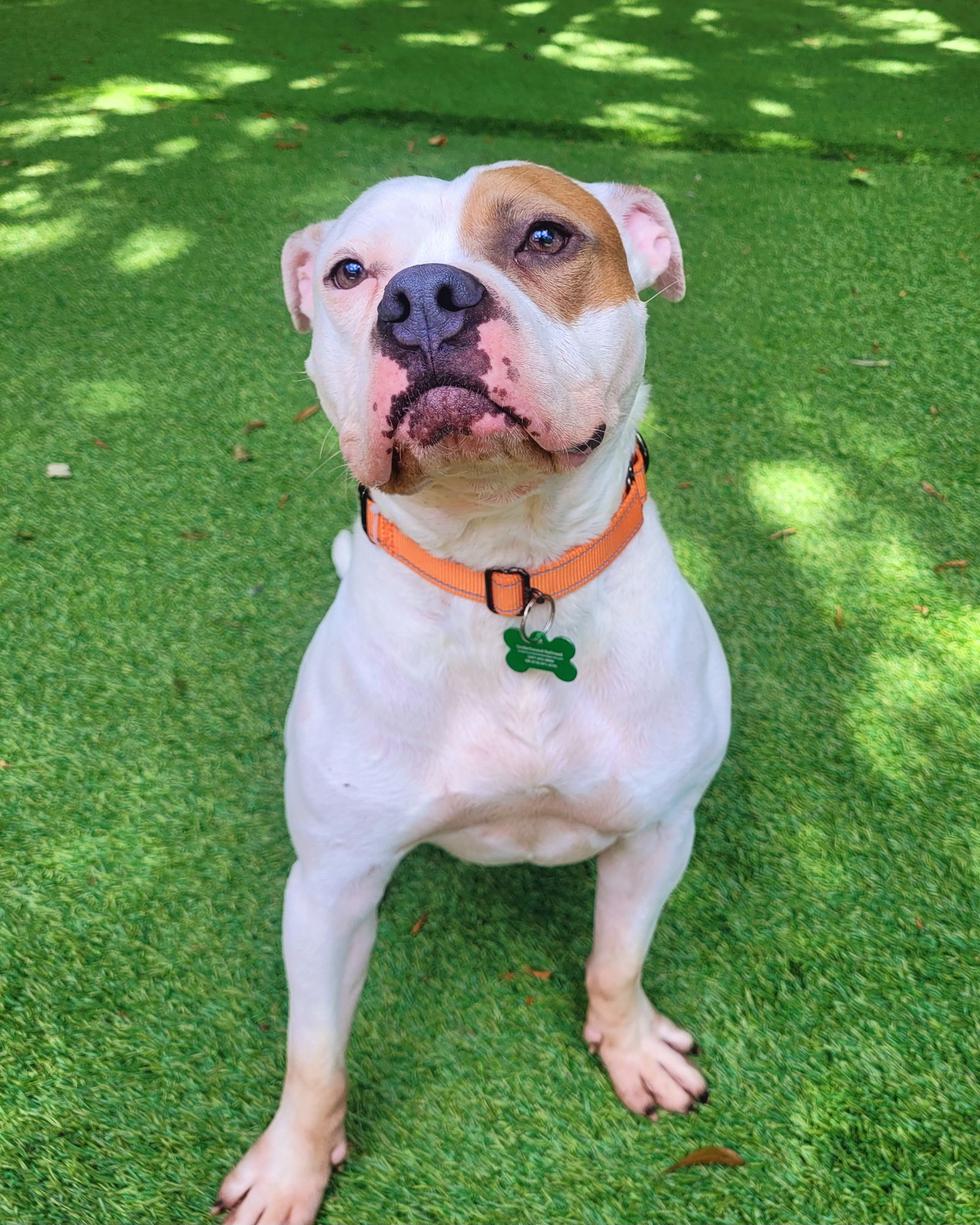 adoptable Dog in Greenville, ME named Chief