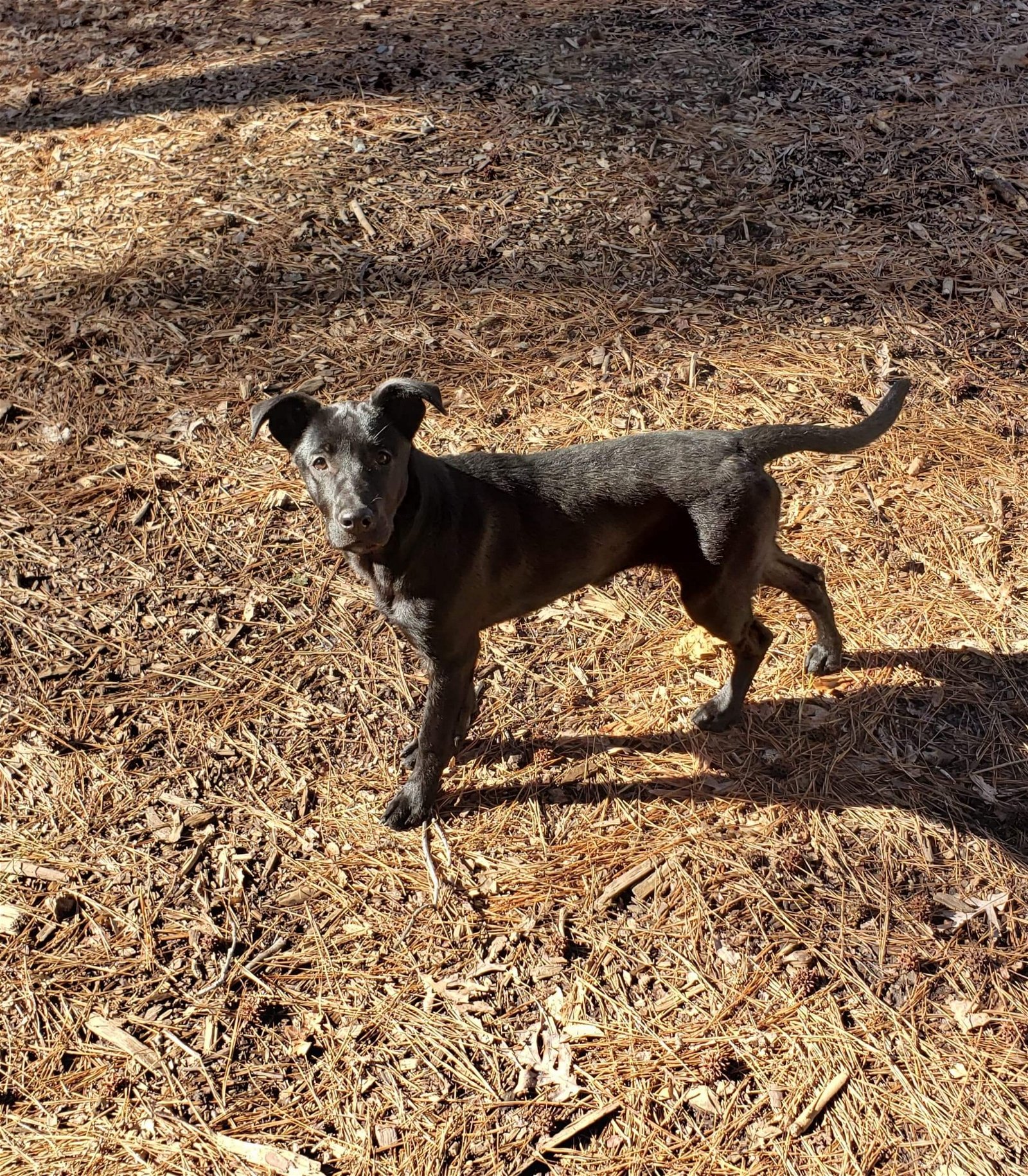 adoptable Dog in Greenville, ME named Ninja