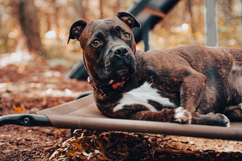Dog for Adoption Walter aka Skip, a Bulldog in Fort Kent, ME Alpha Paw