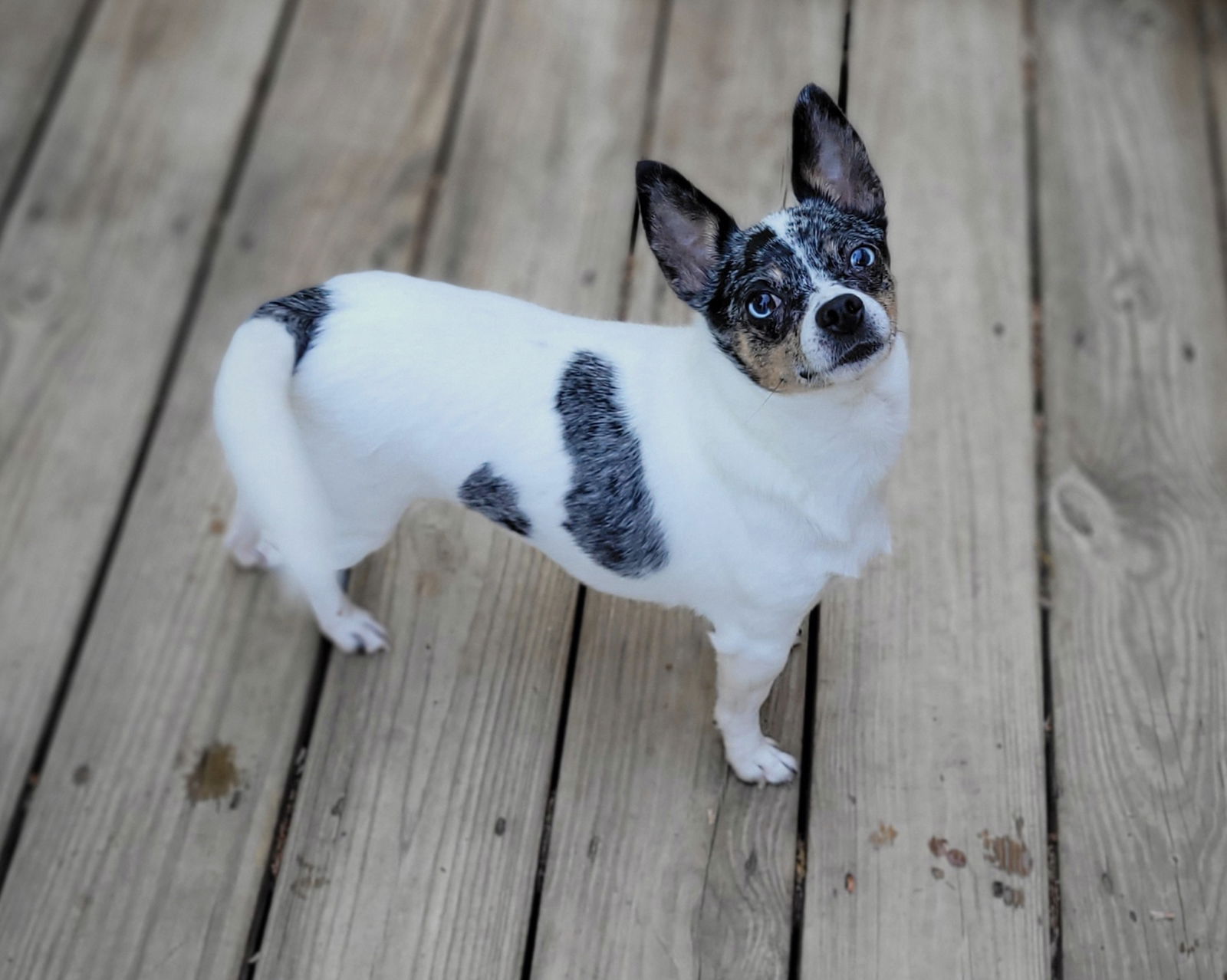 Pig sales chihuahua mix