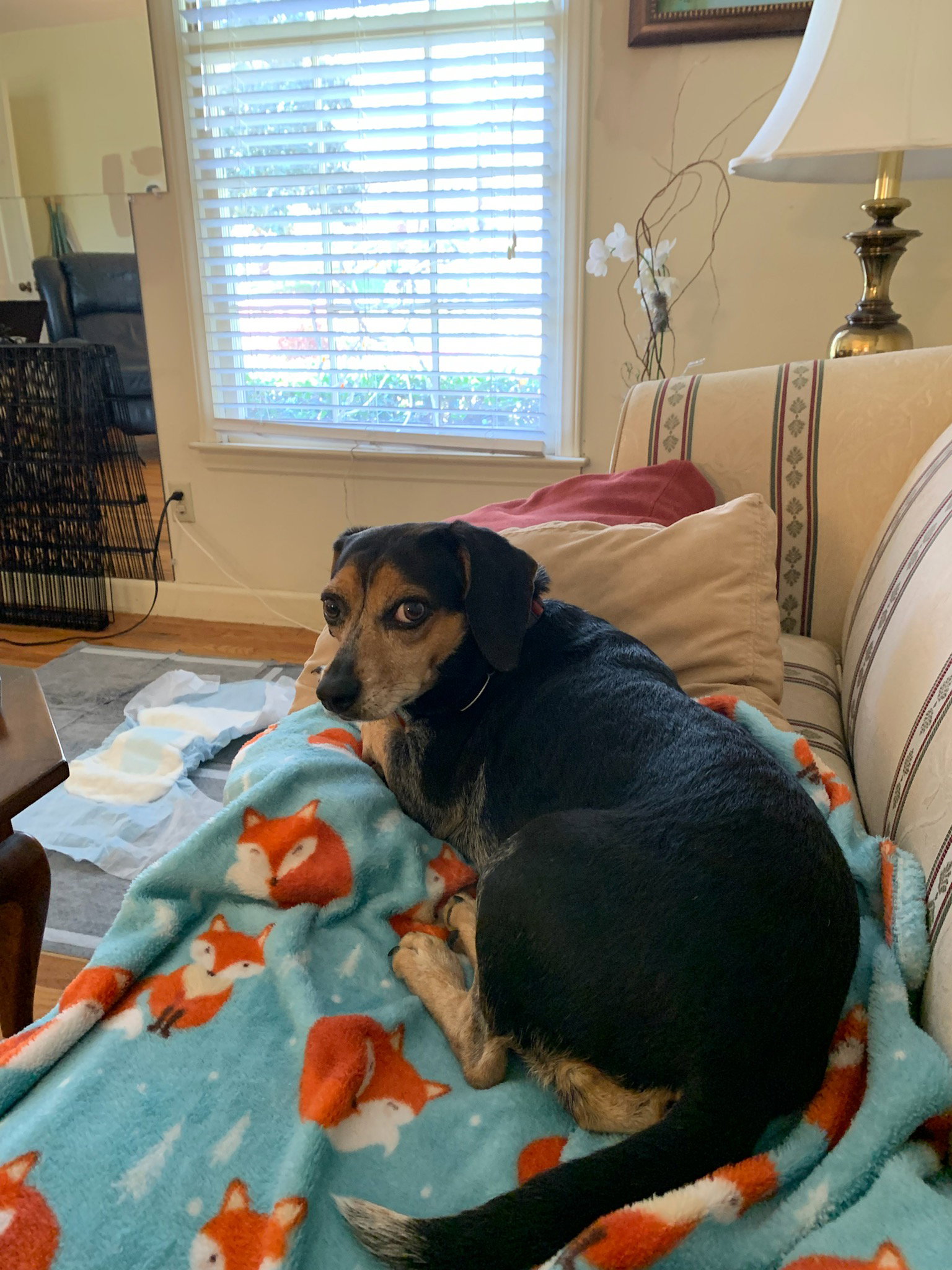 Dog for Adoption Peppers, a Beagle in Limestone, ME Alpha Paw