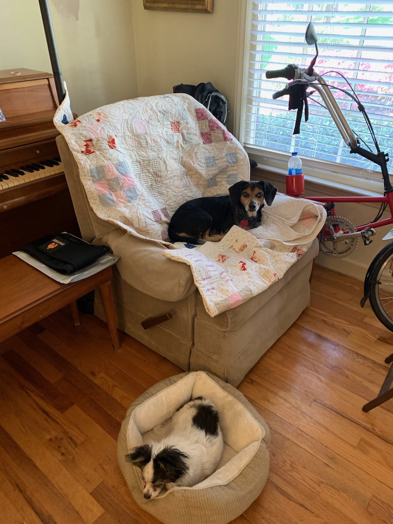 Dog for Adoption Peppers, a Beagle in Limestone, ME Alpha Paw